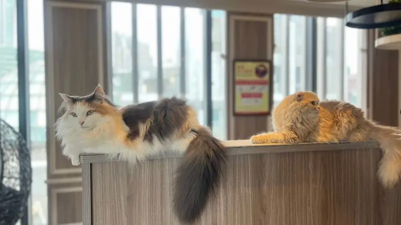 cat_mocha_shibuya (Platzhalter)